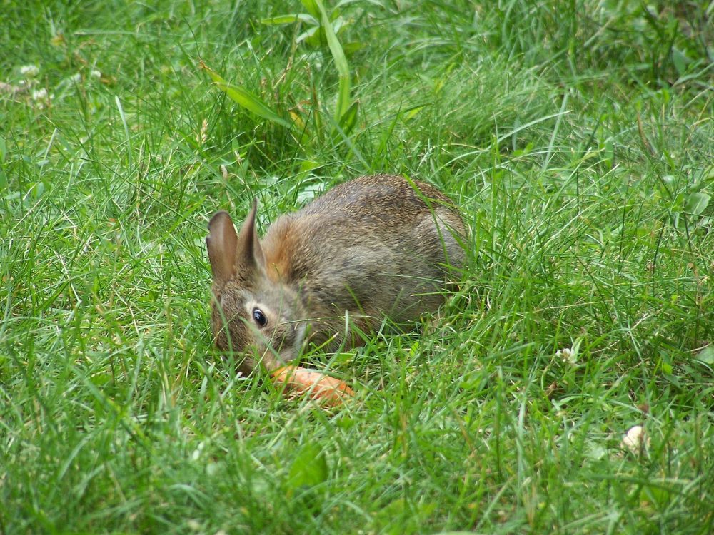 Dvije osobe zaražene zečjom kugom u Münchenu